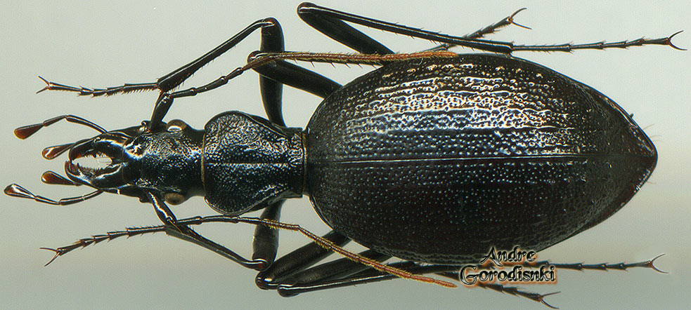 http://www.gorodinski.ru/carabidae/Cychropsis nepalensis.jpg